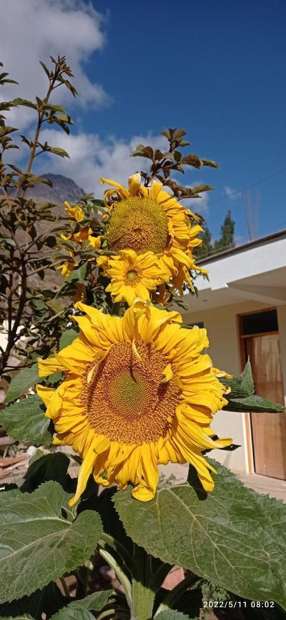 El Sol De Oro 3*